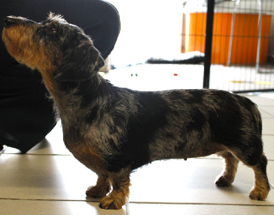 Étalon Teckel poil dur - CH. Ilex Auréu's Umi