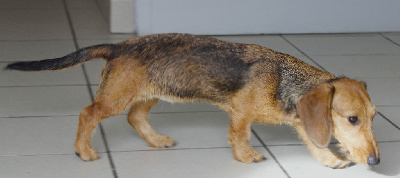 Étalon Teckel poil dur - Abysse Des Chasseurs Du Temps