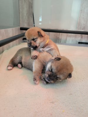 Les chiots de Shiba