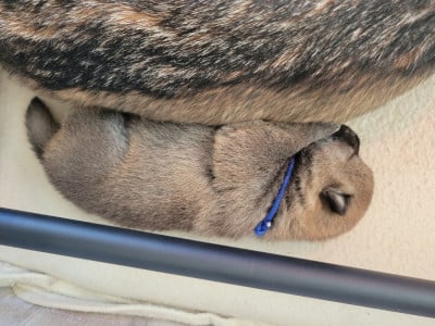 Les chiots de Shiba