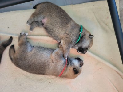 Les chiots de Shiba