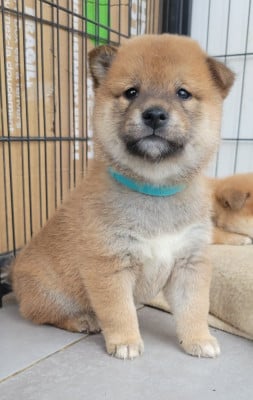 Les chiots de Shiba