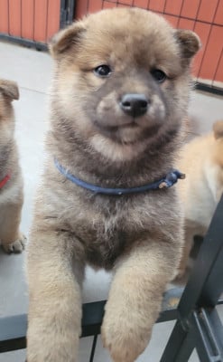 Les chiots de Shiba