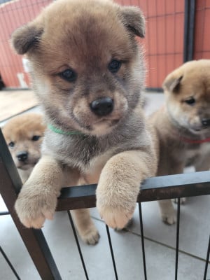 Les chiots de Shiba
