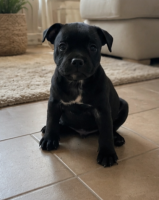 Les chiots de Staffordshire Bull Terrier