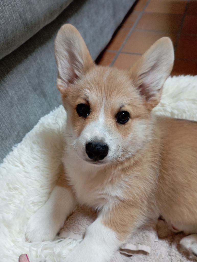 Ullie Des Joyaux Des Rouges Terres