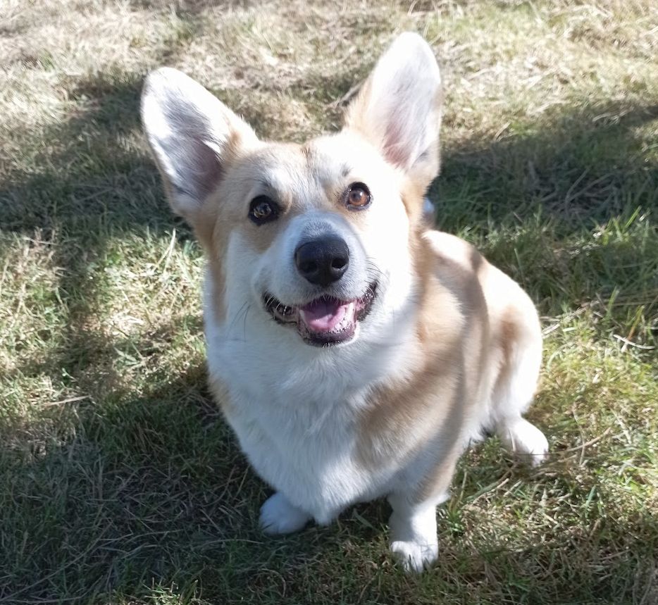 Ullie Des Joyaux Des Rouges Terres