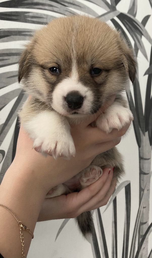 Ullie Des Joyaux Des Rouges Terres