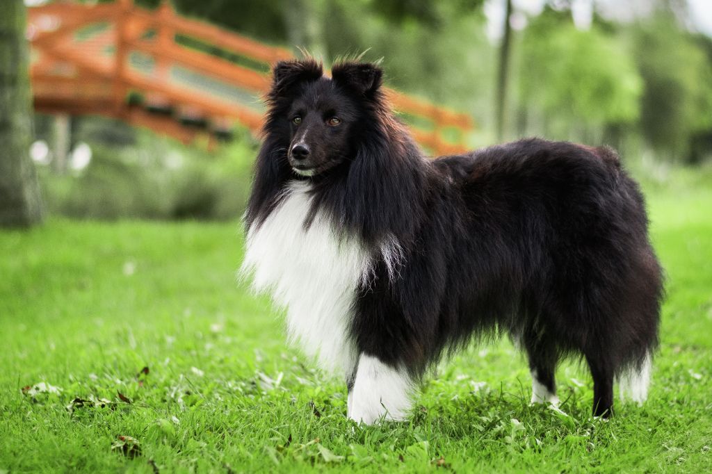 T'sanji vinsmoke Des Patounes D'Aur