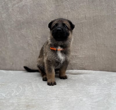 Les chiots de Berger Allemand