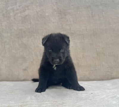 Les chiots de Berger Allemand