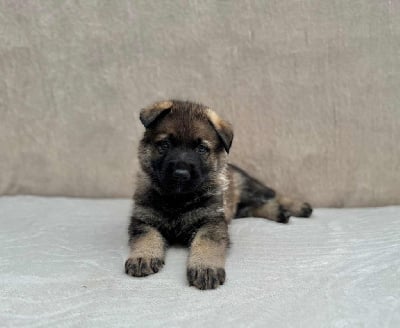 Les chiots de Berger Allemand