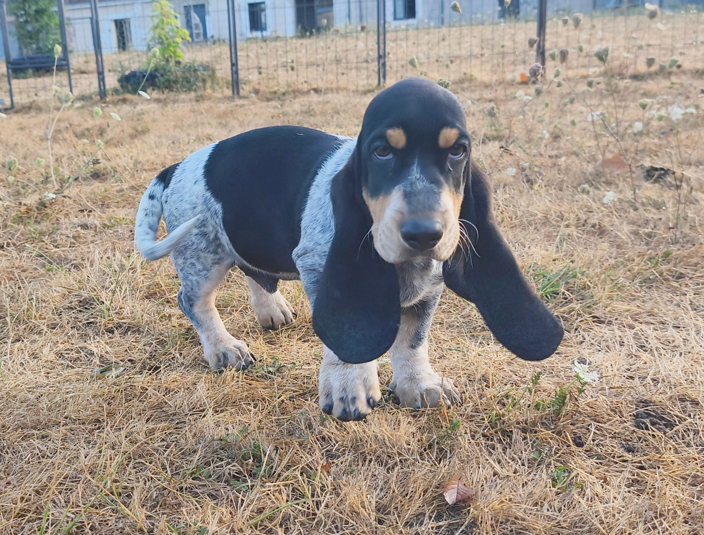 Collier Emeraude - Basset bleu de Gascogne