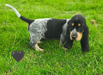 Les chiots de Basset bleu de Gascogne