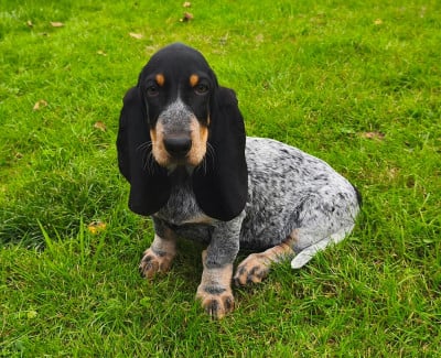 Les chiots de Basset bleu de Gascogne