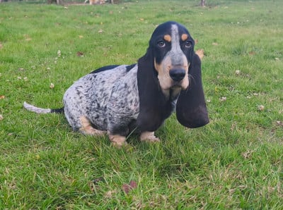 Les chiots de Basset bleu de Gascogne