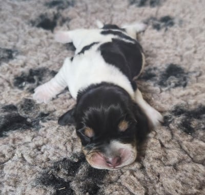 Les chiots de Basset bleu de Gascogne