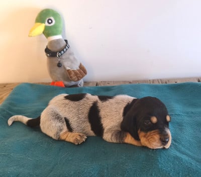 Les chiots de Basset bleu de Gascogne