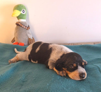 Les chiots de Basset bleu de Gascogne