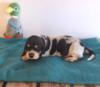 Les chiots de Basset bleu de Gascogne