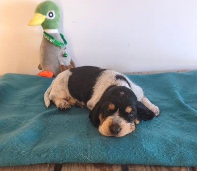 Les chiots de Basset bleu de Gascogne