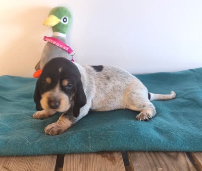 Les chiots de Basset bleu de Gascogne