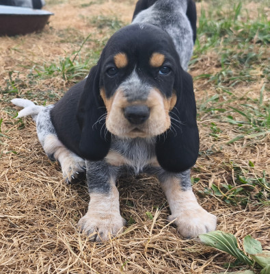 Les chiots de Basset bleu de Gascogne