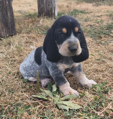 Les chiots de Basset bleu de Gascogne