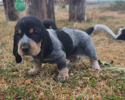 Les chiots de Basset bleu de Gascogne