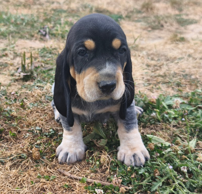 Les chiots de Basset bleu de Gascogne