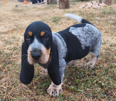 Les chiots de Basset bleu de Gascogne