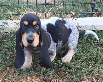 Les chiots de Basset bleu de Gascogne