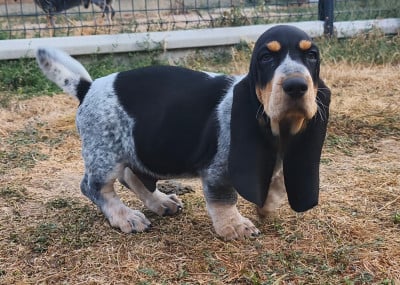 Les chiots de Basset bleu de Gascogne