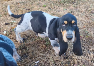 Les chiots de Basset bleu de Gascogne