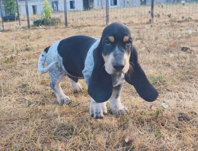 Les chiots de Basset bleu de Gascogne