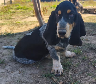 Basset bleu de Gascogne