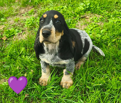 Les chiots de Basset bleu de Gascogne
