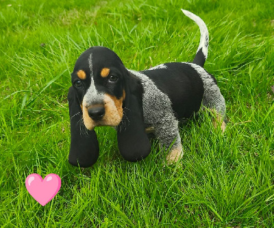 Les chiots de Basset bleu de Gascogne