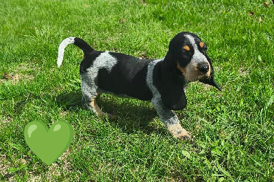 Les chiots de Basset bleu de Gascogne