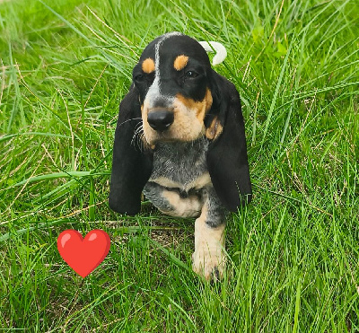 Les chiots de Basset bleu de Gascogne