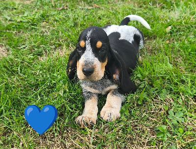 Les chiots de Basset bleu de Gascogne