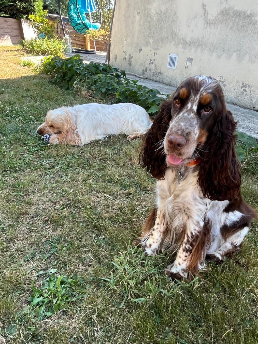 Vaiana Elevage Familial Baraccocker