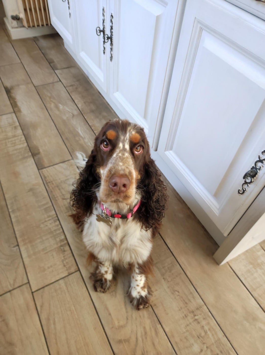 Vaiana Elevage Familial Baraccocker