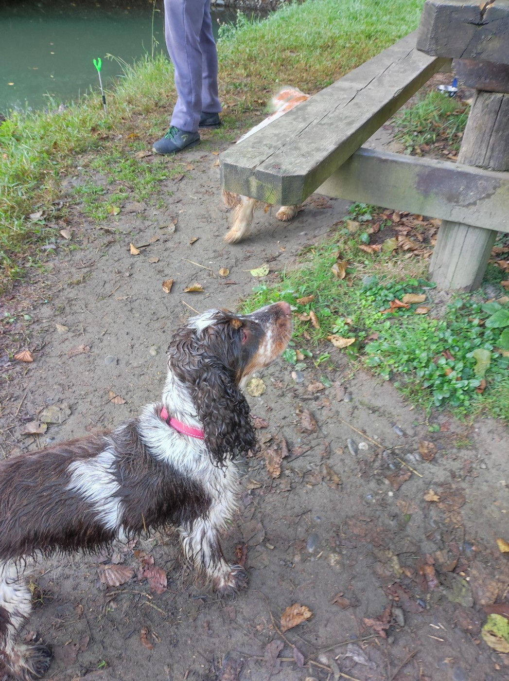 Vaiana Elevage Familial Baraccocker