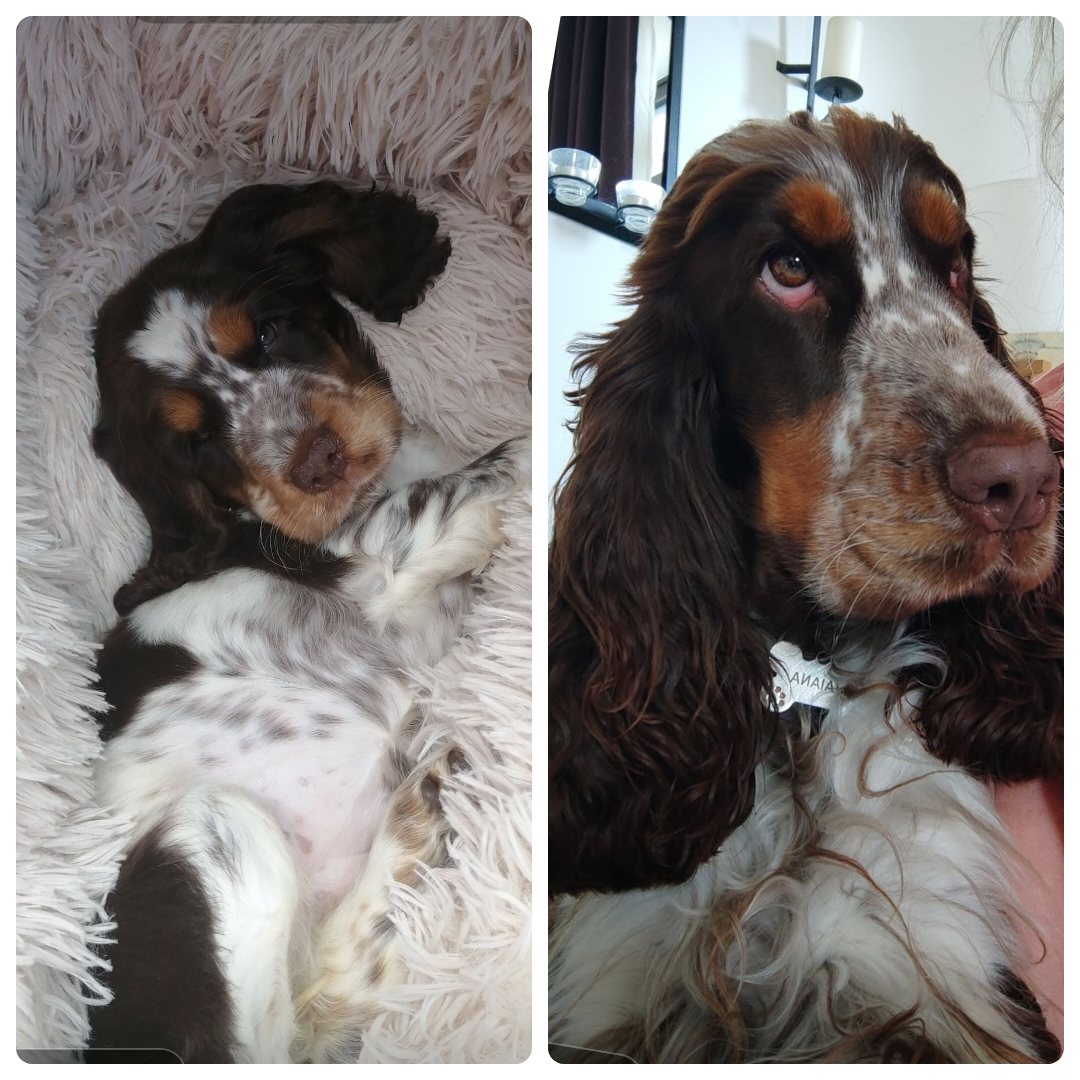 Vaiana Elevage Familial Baraccocker