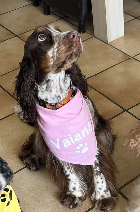 Vaiana Elevage Familial Baraccocker