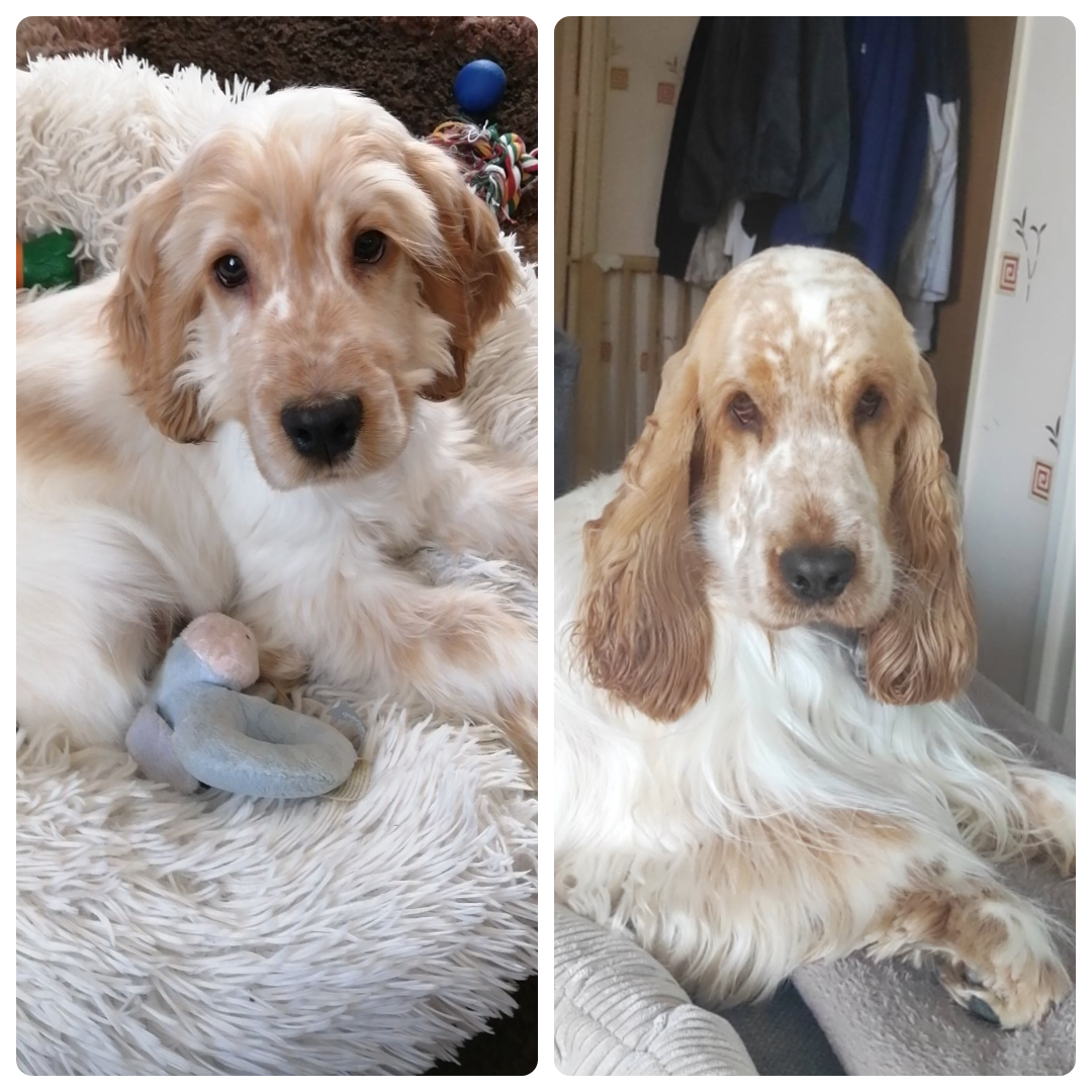 Ulto Elevage Familial Baraccocker