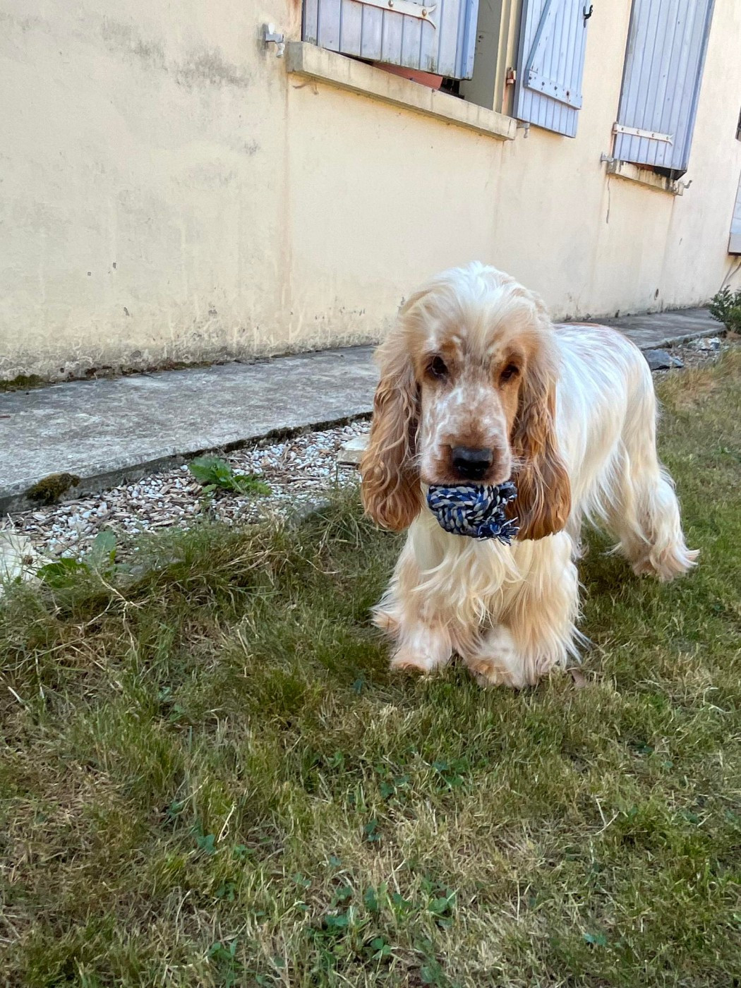 Ulto Elevage Familial Baraccocker