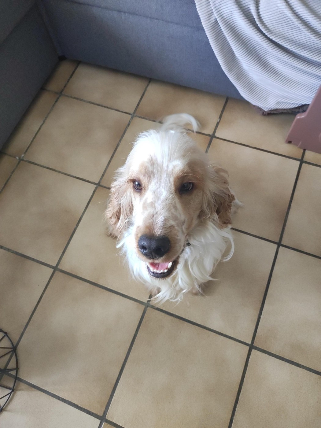 Ulto Elevage Familial Baraccocker