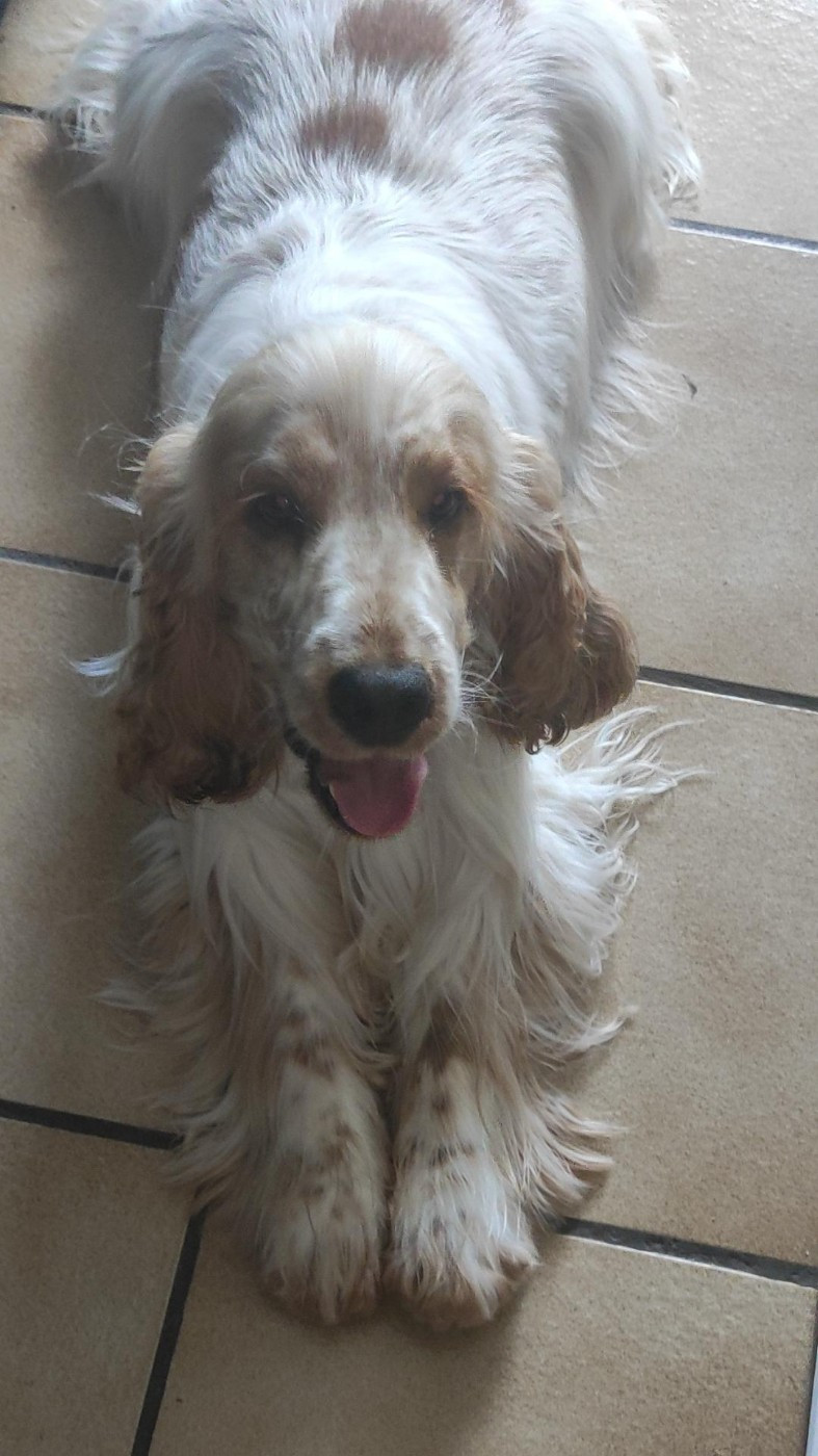 Ulto Elevage Familial Baraccocker